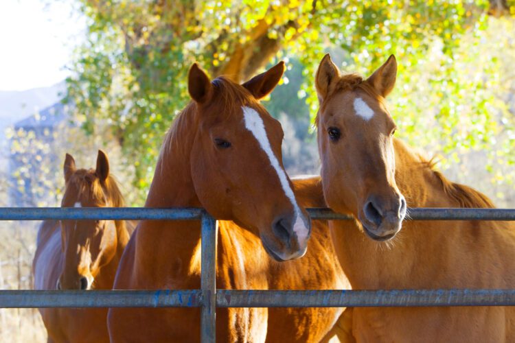 Kawasaki Vs. Horse: Race for the Ages